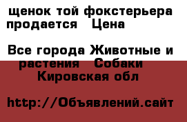 щенок той-фокстерьера продается › Цена ­ 25 000 - Все города Животные и растения » Собаки   . Кировская обл.